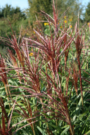 Chinaschilf - Miscanthus sinensis Malepartus - Ansicht 5